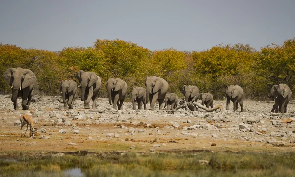 Manada de elefantes en la sabana del Parque Nacional Etosha — Foto de Stock