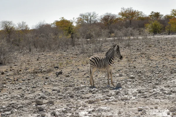 Zebras na savana do Parque Nacional Africano Etosha — Fotografia de Stock