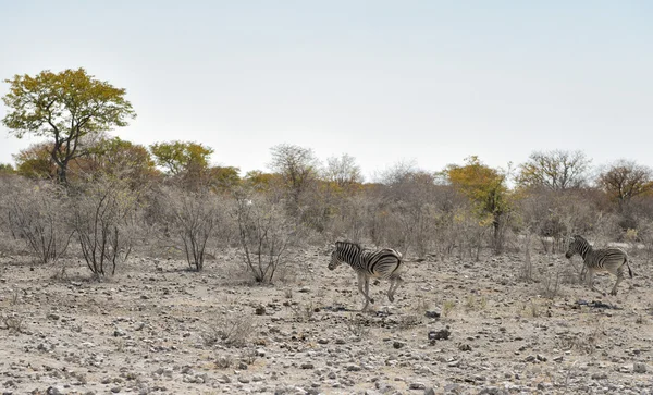 아프리카 Etosha 국립 공원의 사바나 얼룩말 — 스톡 사진