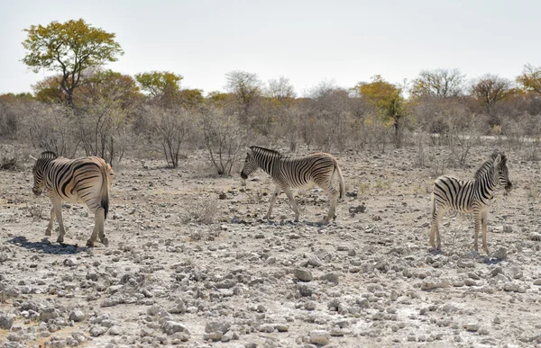 Zebras na savana do Parque Nacional Africano Etosha — Fotografia de Stock