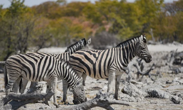 Zebras na savana do Parque Nacional Africano Etosha — Fotografia de Stock