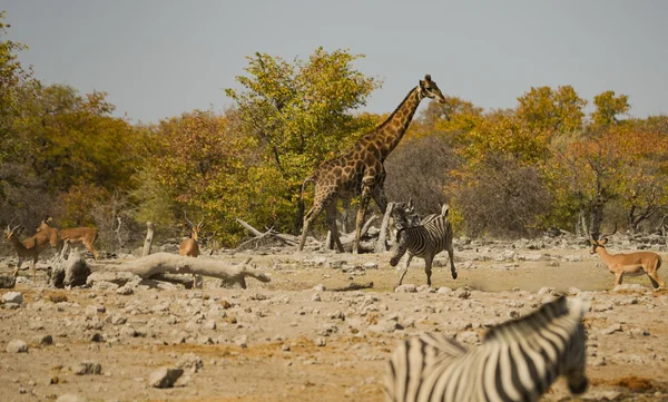 아프리카 Etosha 국립 공원의 사바나 얼룩말 — 스톡 사진