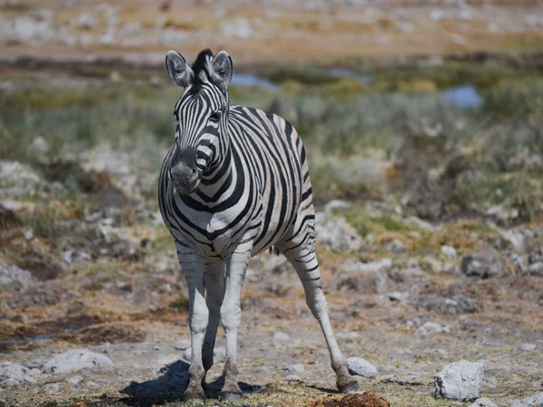 Zebry na sawannie z Afryki Etosha National Park — Zdjęcie stockowe