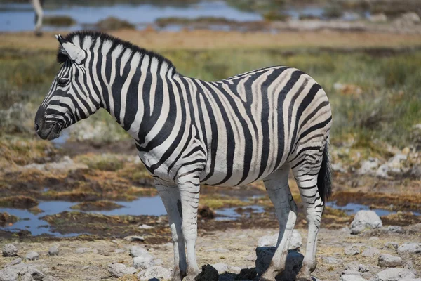 Zebry v savany Afriky Etosha National Park — Stock fotografie