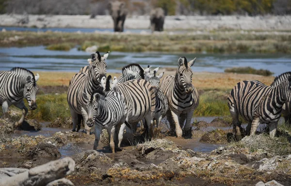 Cebras en la sabana del Parque Nacional Africano Etosha —  Fotos de Stock
