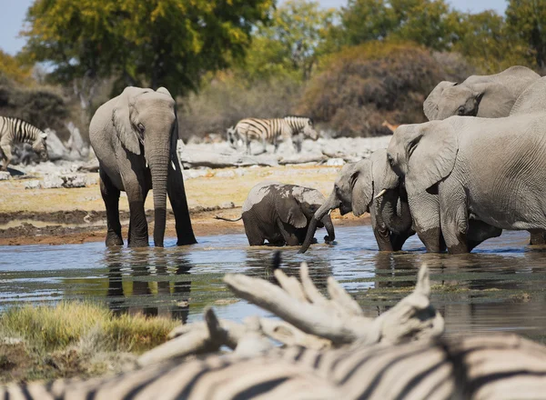 Herd of elephants — Stock Photo, Image