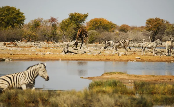 Jirafa en la sabana del Parque Nacional Etosha — Foto de Stock