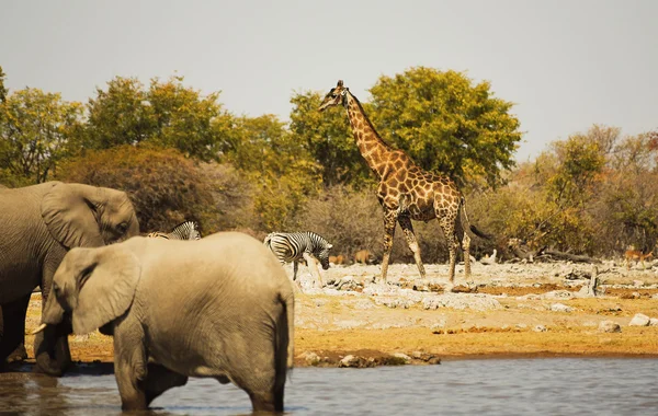 Żyrafa na sawannie z Etosha National Park — Zdjęcie stockowe