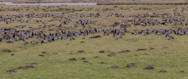 Barnacle kaz, kayıkçı