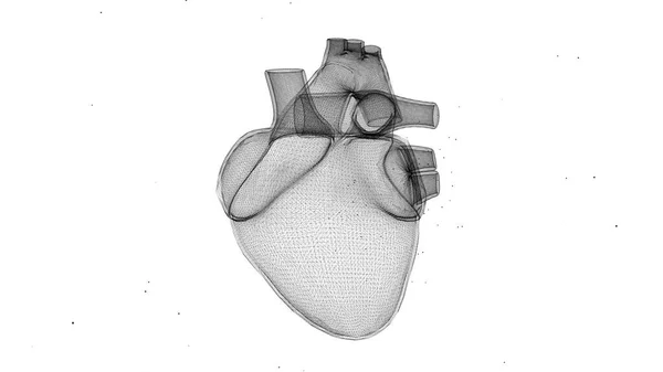 3D απόδοση της ψηφιακής απεικόνισης της καρδιάς σε λευκό φόντο. — Φωτογραφία Αρχείου