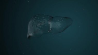 Mavi arka planda soyut erkek karaciğerinin 4k videosu.