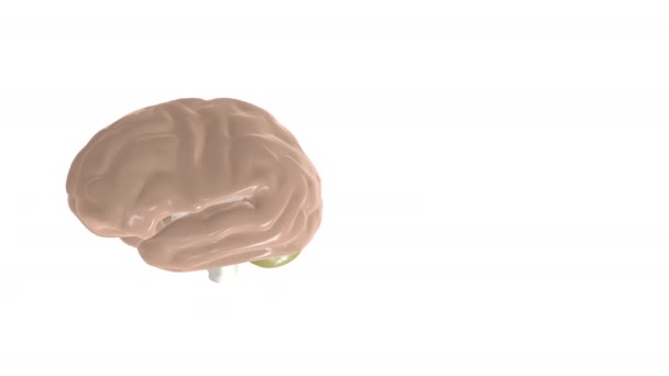 4k видео цифрового рентгеновского человеческого мозга на белом фоне. — стоковое видео