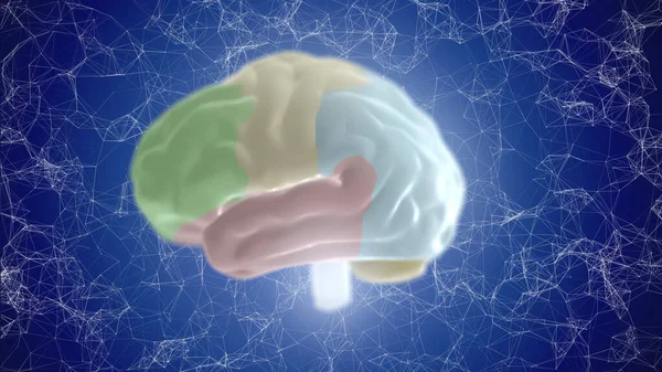 파란색 배경에 있는 X-ray 인간의 뇌에 대한 3d 그림. — 스톡 사진