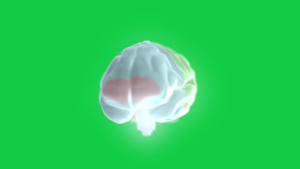 4k видео вращения цифрового человеческого мозга на зеленом фоне. — стоковое видео