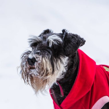 Minyatür Schnauzer 'in yakın plan portresi, kış.