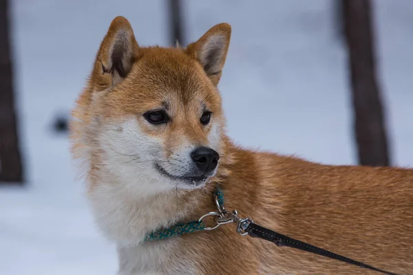 Shiba Inu Guarda Direzione Della Foresta Invernale — Foto Stock