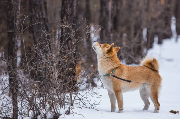 Shiba Inu Schnuppert Ast Eines Busches — Stockfoto