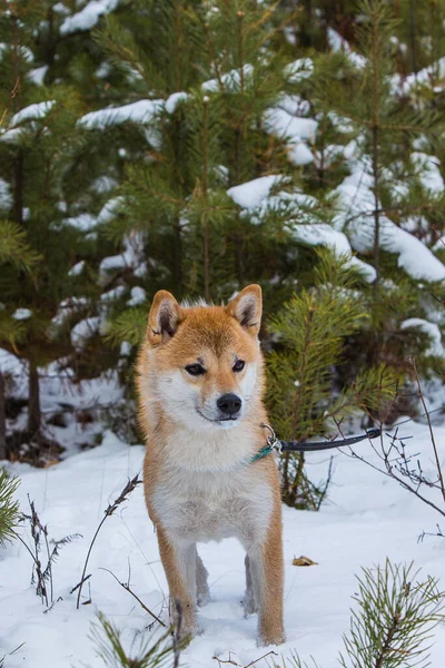 Shiba Inu Steht Den Winterkiefern — Stockfoto