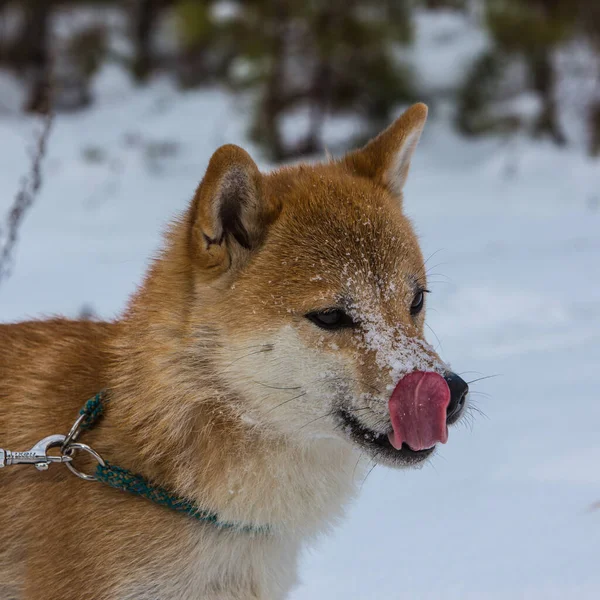 Shiba Inu Licks Snow His — Stock Photo, Image