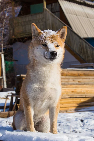 Shiba Inu Mit Schnee Auf Dem Kopf — Stockfoto