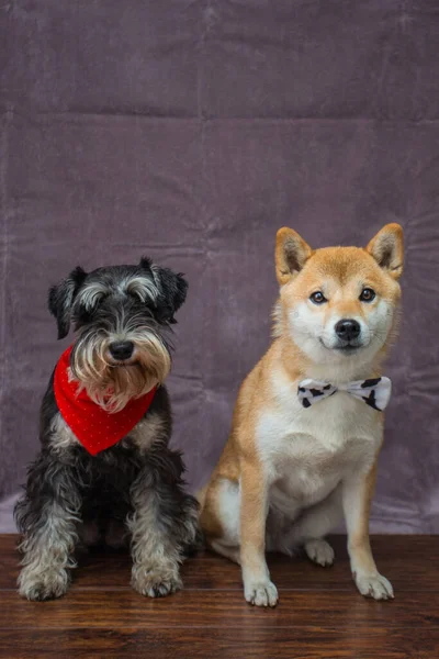 ミニチュアシュナウザーと柴犬 — ストック写真