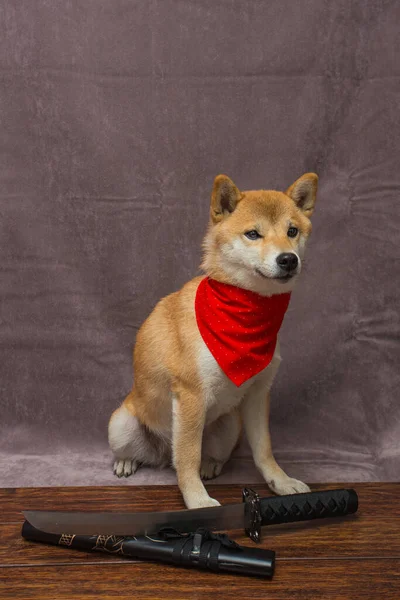 Shiba Inu Και Katana Μπροστά Της — Φωτογραφία Αρχείου