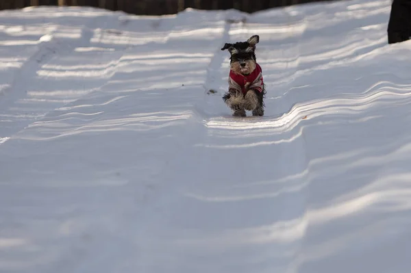 Zwergschnauzer Läuft Auf Winterlicher Straße Winter Wald — Stockfoto