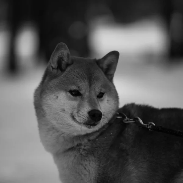 Retrato Blanco Negro Shiba Inu Invierno Bosque — Foto de Stock