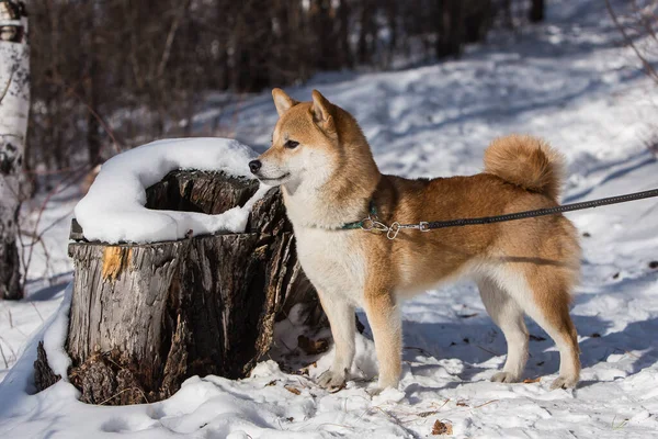 Shiba Inu Står Ved Snødekt Trestubbe Skog Vinter – stockfoto