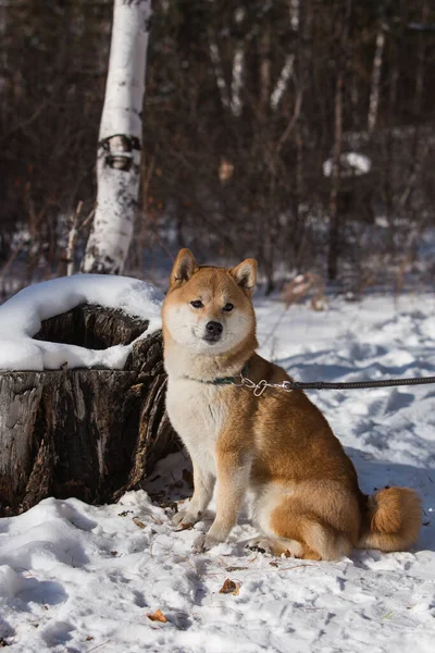 Shiba Inu Sittende Ved Snødekt Trestubbe Skog Vinter – stockfoto