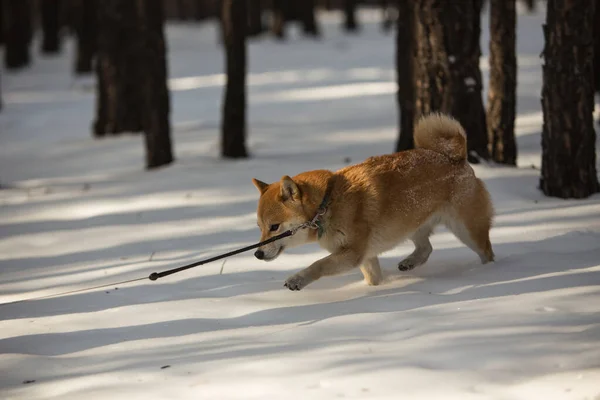 Shiba Inu Läuft Durch Den Winterwald Winter Wald — Stockfoto