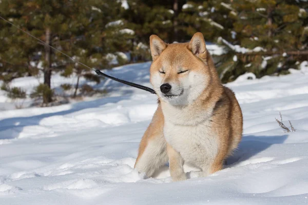 Shiba Inu Neve Olhos Espremidos Sol Inverno Floresta — Fotografia de Stock