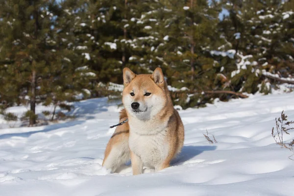 Shiba Inu Dans Neige Hiver Forêt — Photo