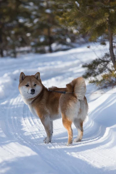 Shiba Inu Áll Körülnéz Téli Erdőben — Stock Fotó