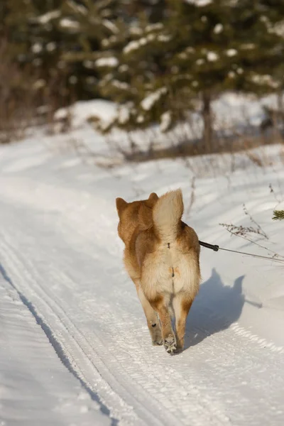 Shiba Inu Kráčí Zimní Cestě — Stock fotografie