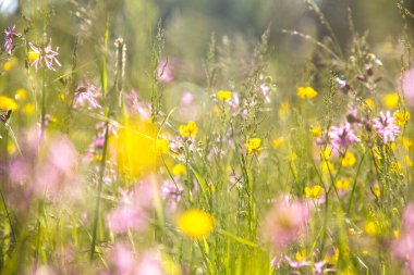 Güneşteki çiçek tarlası. Atmosferik yaz fotoğrafı. 