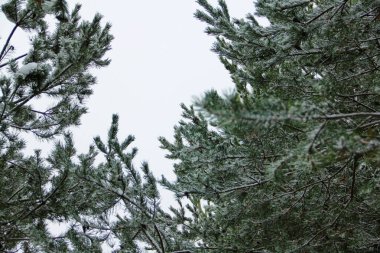 Beyaz arka planda, karda çam ağaçları