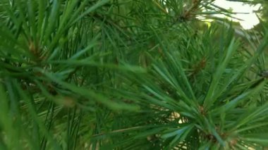 Orman havası manzarasında sonbaharın başlarında. Karışık orman, yeşil kozalaklı ağaçlar, sarı yapraklı yaprak döken yapraklar. Sonbahar renkleri kırsal orman. İnsansız hava aracı doğadaki renkli dokunun üzerinde döner