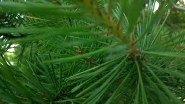 Orman havası manzarasında sonbaharın başlarında. Karışık orman, yeşil kozalaklı ağaçlar, sarı yapraklı yaprak döken yapraklar. Sonbahar renkleri kırsal orman. İnsansız hava aracı doğadaki renkli dokunun üzerinde döner