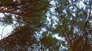 Orman havası manzarasında sonbaharın başlarında. Karışık orman, yeşil kozalaklı ağaçlar, sarı yapraklı yaprak döken yapraklar. Sonbahar renkleri kırsal orman. İnsansız hava aracı doğadaki renkli dokunun üzerinde döner