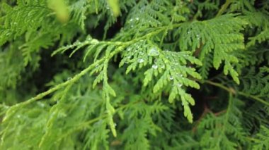 Orman havası manzarasında sonbaharın başlarında. Karışık orman, yeşil kozalaklı ağaçlar, sarı yapraklı yaprak döken yapraklar. Sonbahar renkleri kırsal orman. İnsansız hava aracı doğadaki renkli dokunun üzerinde döner