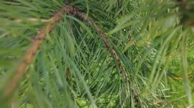 Orman havası manzarasında sonbaharın başlarında. Karışık orman, yeşil kozalaklı ağaçlar, sarı yapraklı yaprak döken yapraklar. Sonbahar renkleri kırsal orman. İnsansız hava aracı doğadaki renkli dokunun üzerinde döner