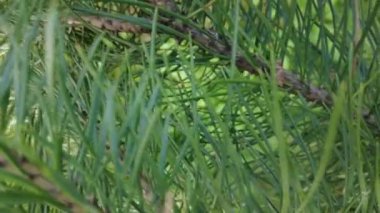 Orman havası manzarasında sonbaharın başlarında. Karışık orman, yeşil kozalaklı ağaçlar, sarı yapraklı yaprak döken yapraklar. Sonbahar renkleri kırsal orman. İnsansız hava aracı doğadaki renkli dokunun üzerinde döner