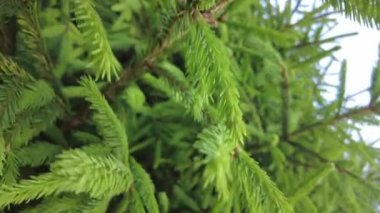 Orman havası manzarasında sonbaharın başlarında. Karışık orman, yeşil kozalaklı ağaçlar, sarı yapraklı yaprak döken yapraklar. Sonbahar renkleri kırsal orman. İnsansız hava aracı doğadaki renkli dokunun üzerinde döner