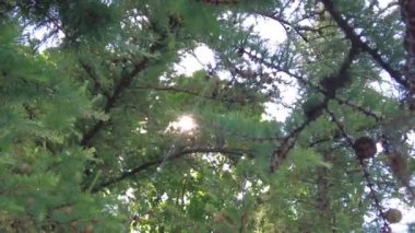 Akşamüstü güneşli yemyeşil ağaçların dipten görünüşü. Büyük yeşil ağaçlarla ormanda yürüyorum. Yaz arkaplanı, UHD, 4K