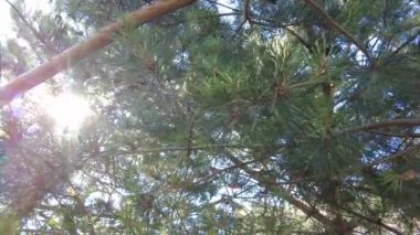 Akşamüstü güneşli yemyeşil ağaçların dipten görünüşü. Büyük yeşil ağaçlarla ormanda yürüyorum. Yaz arkaplanı, UHD, 4K