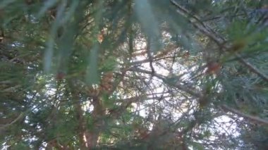 Akşamüstü güneşli yemyeşil ağaçların dipten görünüşü. Büyük yeşil ağaçlarla ormanda yürüyorum. Yaz arkaplanı, UHD, 4K