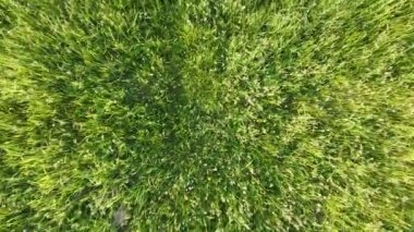 Köydeki tarlaların üzerinde uçan kuadkopter drone ile yakalanan yeşil çimen tarlaları