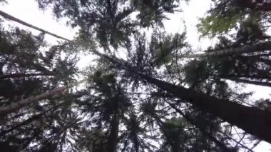 Yeşil Orman. Pine Trees Peri Ormanı. Dokunulmamış ladin. Elf diyarı. Ağaçlar. Ormanın içinde hareketlilik var. Eğrelti otları ve yerde möö 'ler var. Yazın harika yeşil dağ ormanları