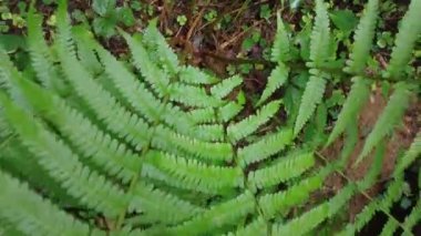 Yeşil Orman. Pine Trees Peri Ormanı. Dokunulmamış ladin. Elf diyarı. Ağaçlar. Ormanın içinde hareketlilik var. Eğrelti otları ve yerde möö 'ler var. Yazın harika yeşil dağ ormanları